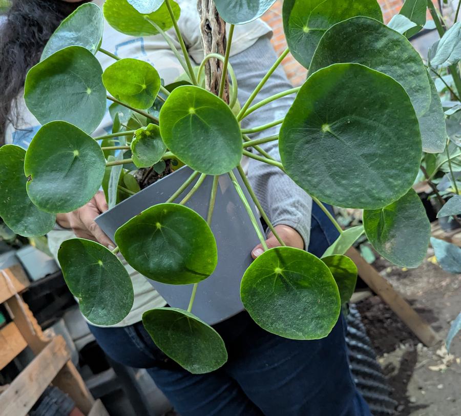 Pilea en maceta gris sostenida por una colaboradora de Chinampa