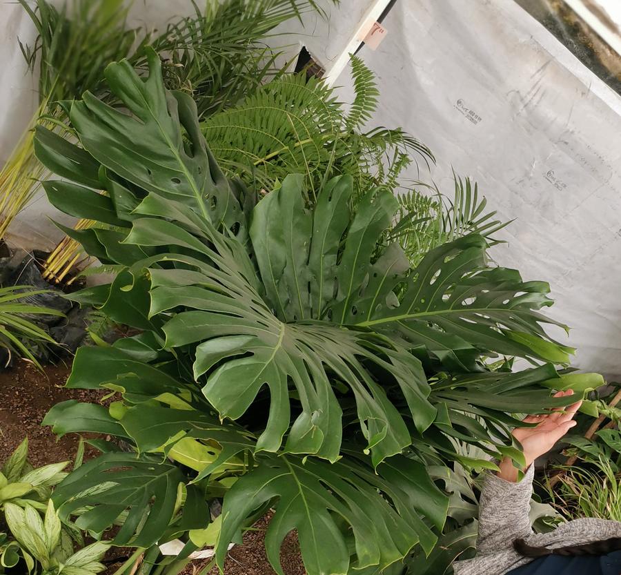 Monstera grande en el invernadero de Chinampa