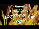 DROSERA PARADOXA INSECTIVORA/CARNIVORA