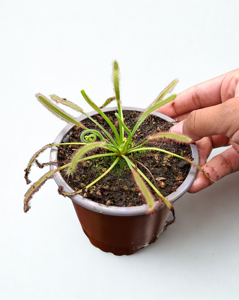 DROSERA PARADOXA INSECTIVORA/CARNIVORA