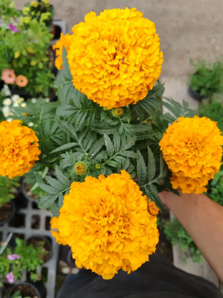 CEMPASUCHIL / TAGETES ERECTA