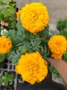 CEMPASUCHIL / TAGETES ERECTA