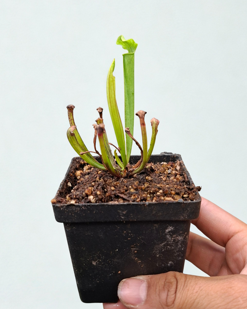 SARRACENIA OREOPHILA / CARNIVORA