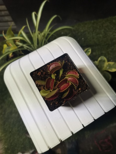 VENUS ATRAPAMOSCAS / CARNIVORA